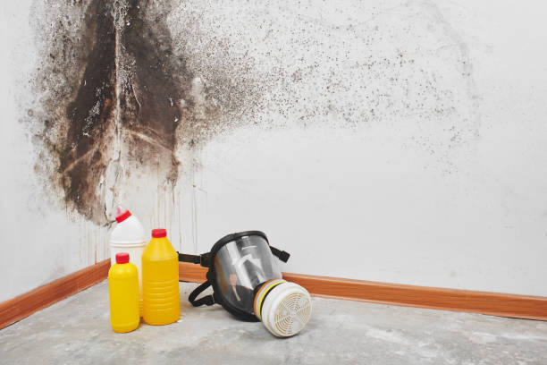 Best Residential Mold Remediation in Melville, RI