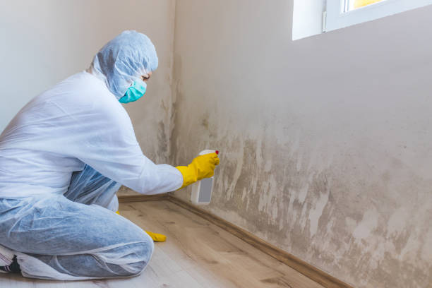 Best Commercial Mold Remediation in Melville, RI