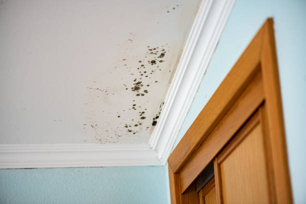 Melville, RI Mold Remediation Company