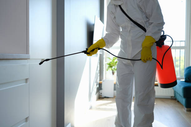 Best Black Mold Remediation in Melville, RI